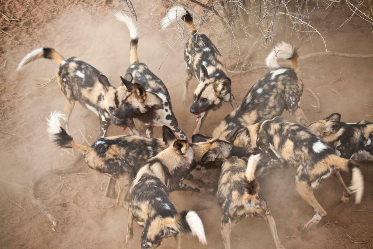 Simbavati Hilltop Lodge Timbavati Game Reserve Εξωτερικό φωτογραφία