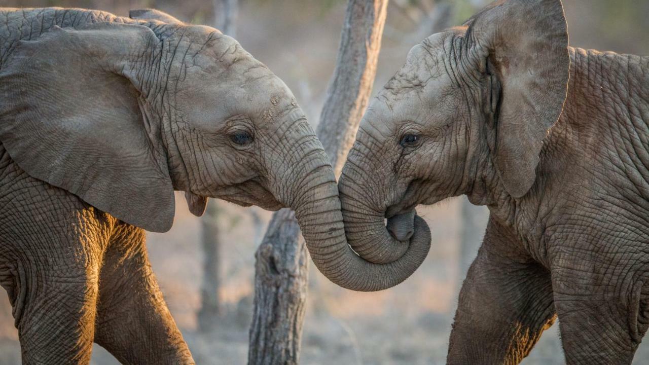 Simbavati Hilltop Lodge Timbavati Game Reserve Εξωτερικό φωτογραφία