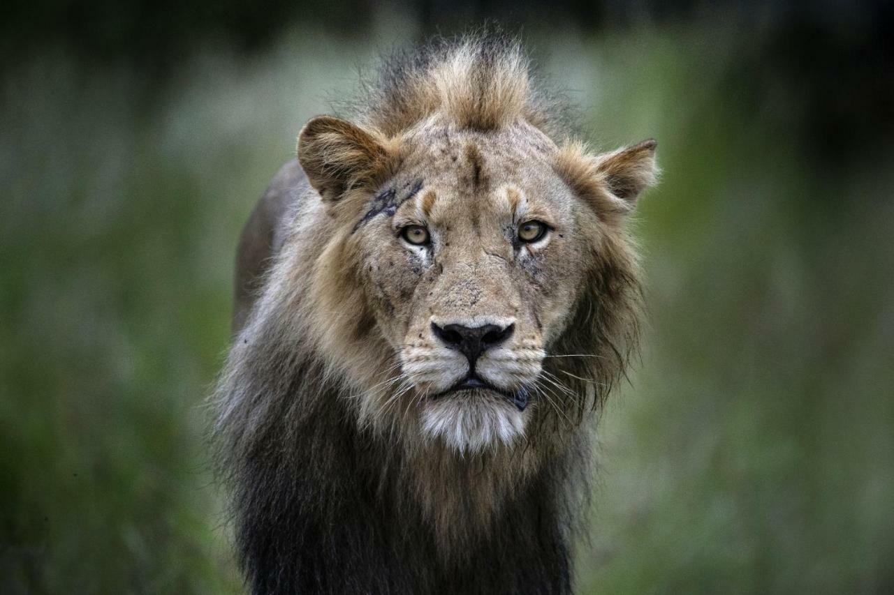 Simbavati Hilltop Lodge Timbavati Game Reserve Εξωτερικό φωτογραφία