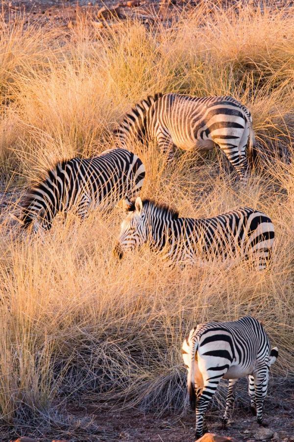 Simbavati Hilltop Lodge Timbavati Game Reserve Εξωτερικό φωτογραφία