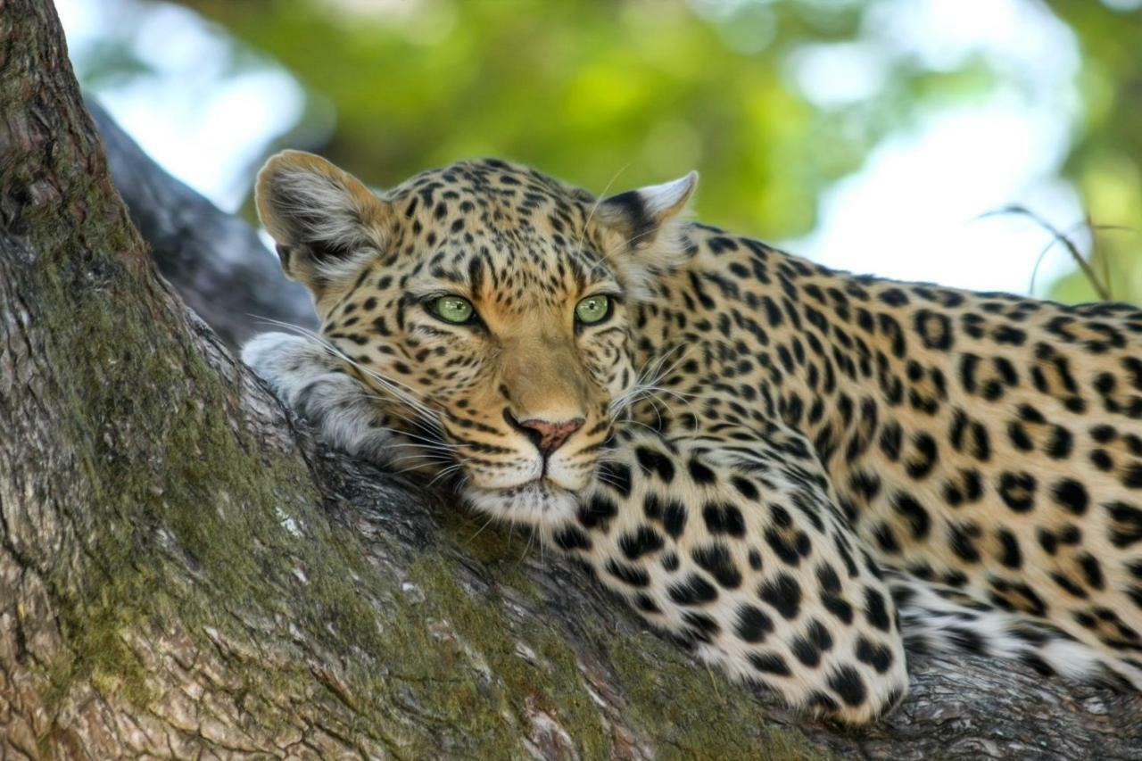 Simbavati Hilltop Lodge Timbavati Game Reserve Εξωτερικό φωτογραφία