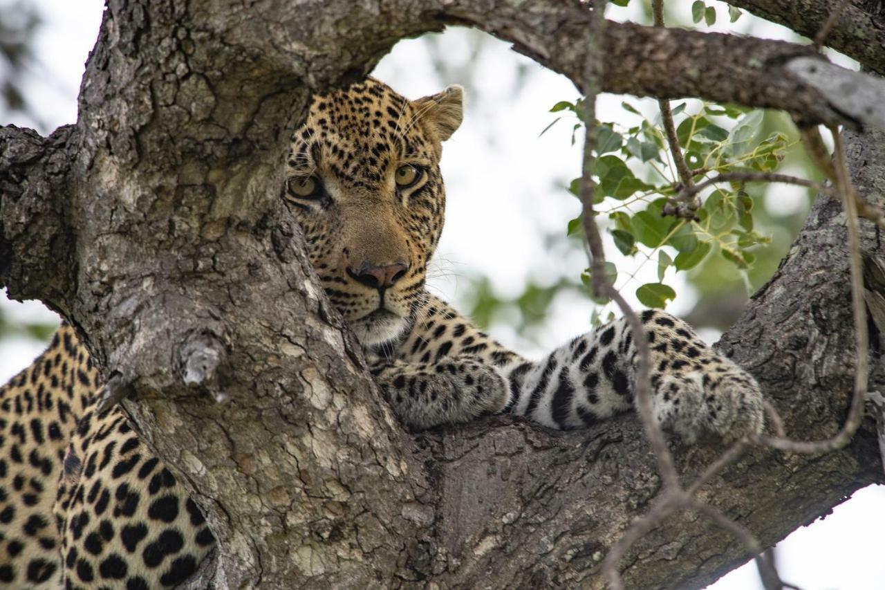 Simbavati Hilltop Lodge Timbavati Game Reserve Εξωτερικό φωτογραφία