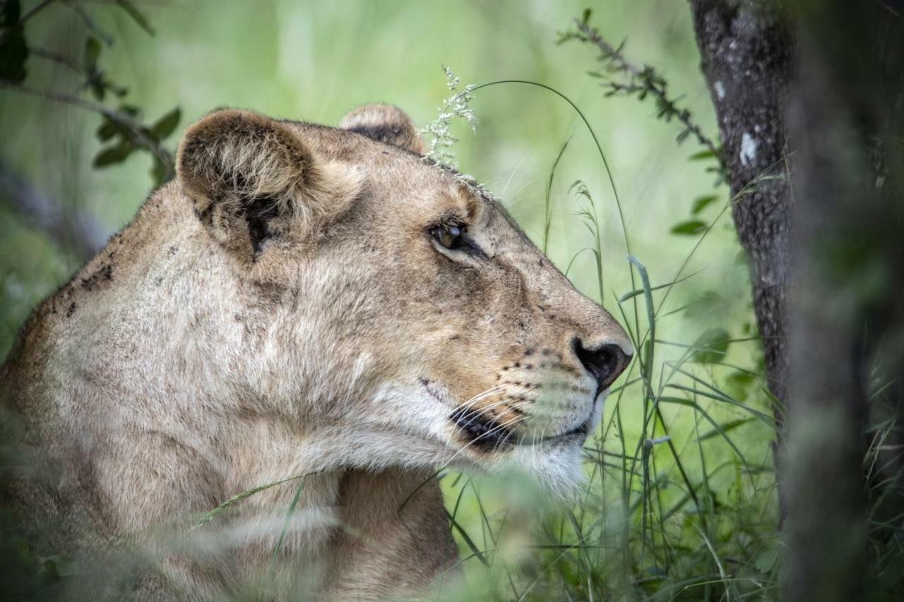 Simbavati Hilltop Lodge Timbavati Game Reserve Εξωτερικό φωτογραφία