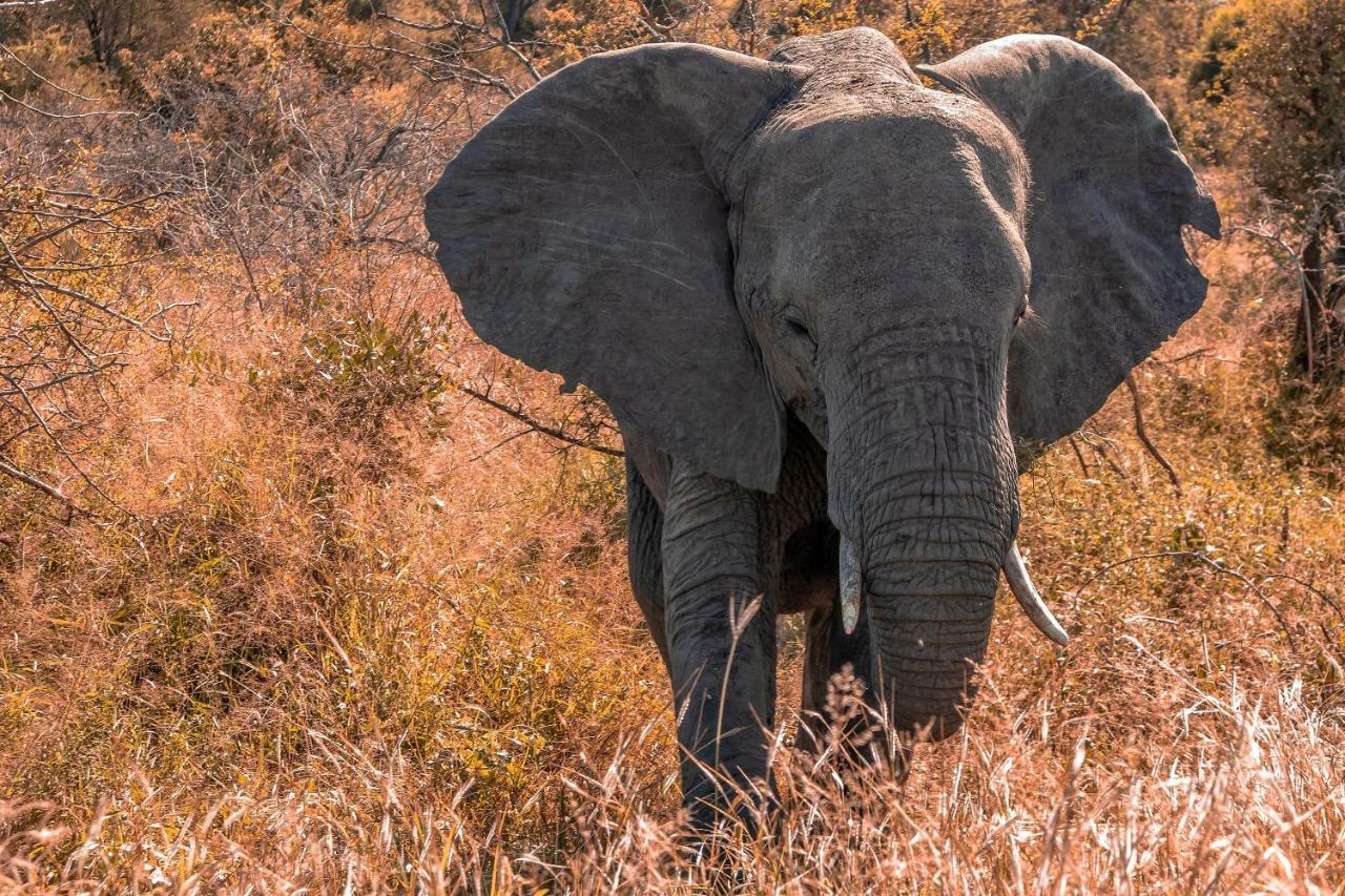 Simbavati Hilltop Lodge Timbavati Game Reserve Εξωτερικό φωτογραφία